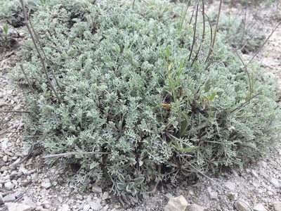 Artemisia hololeuca, photographed by Елена Патерикина