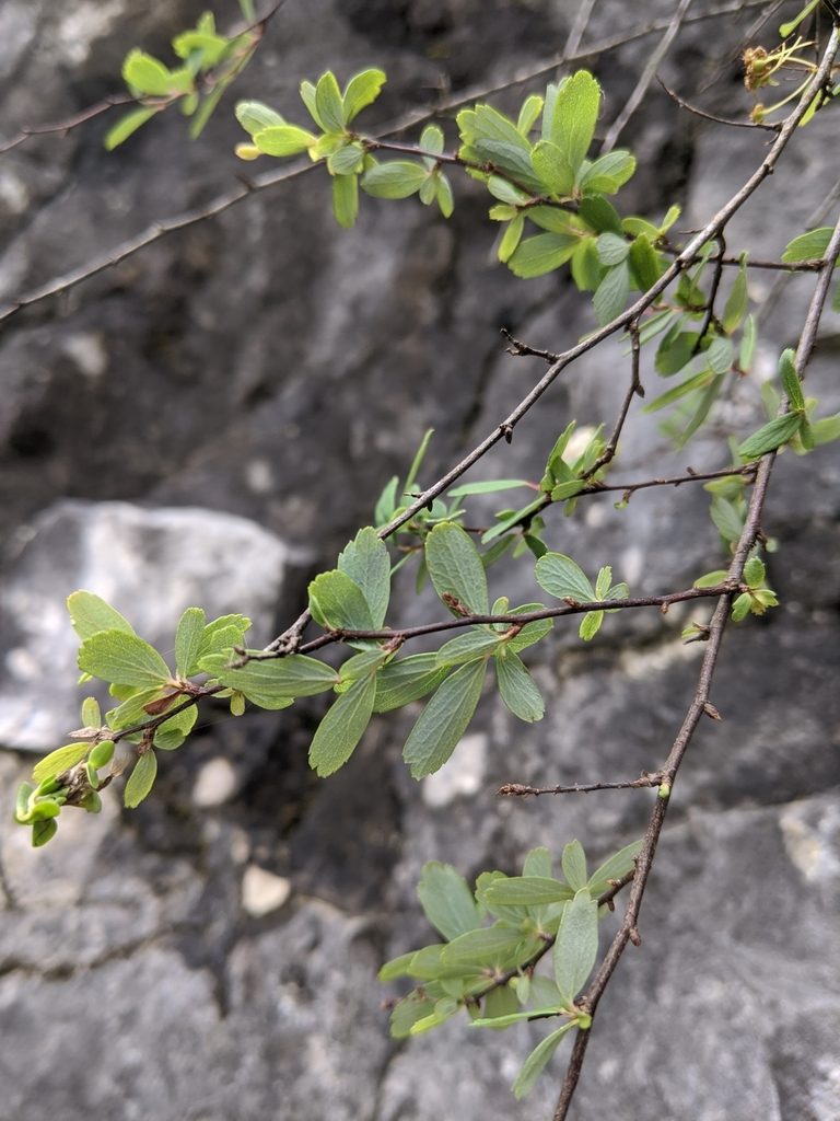 Spiraea tarokoensis, photographed by Cheng-Te Hsu