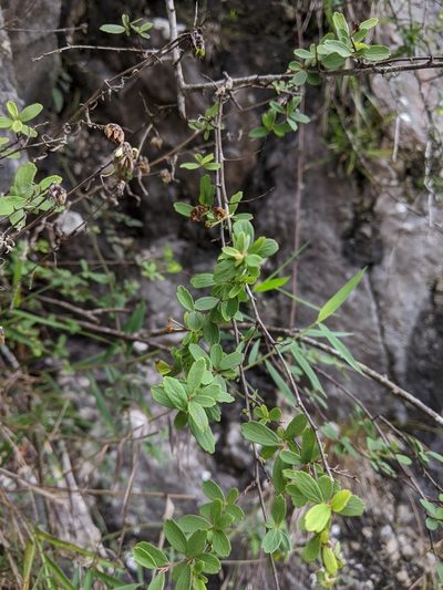 Spiraea tarokoensis, photographed by Cheng-Te Hsu