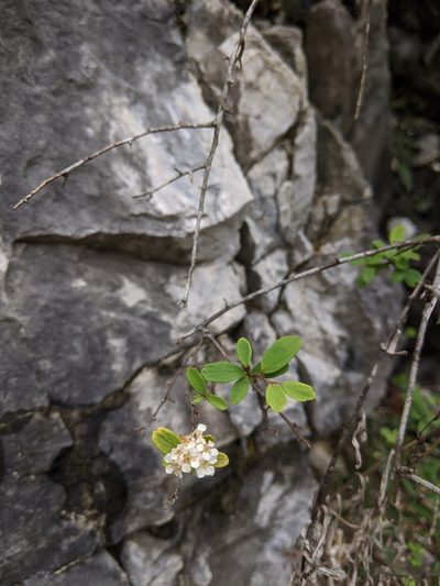 Spiraea tarokoensis, photographed by Cheng-Te Hsu