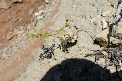 Eriogonum saxatile, photographed by paulexcoff
