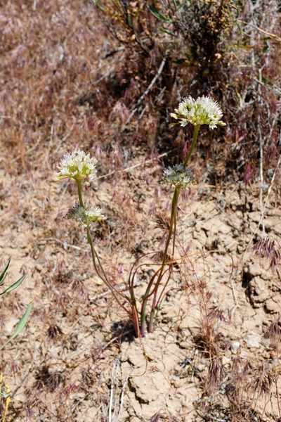 Allium howellii, photographed by paulexcoff