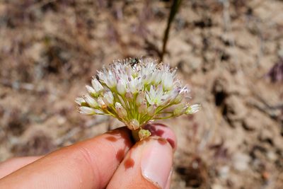 Allium howellii, photographed by paulexcoff