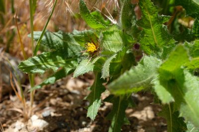 Centaurea benedicta, photographed by paulexcoff
