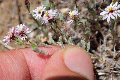 Lessingia tenuis, photographed by paulexcoff