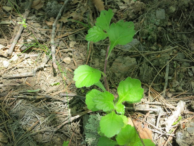 Artemisia keiskeana, photographed by Repina Tatyana