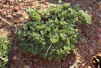 Eriogonum twisselmannii, photographed by paulexcoff