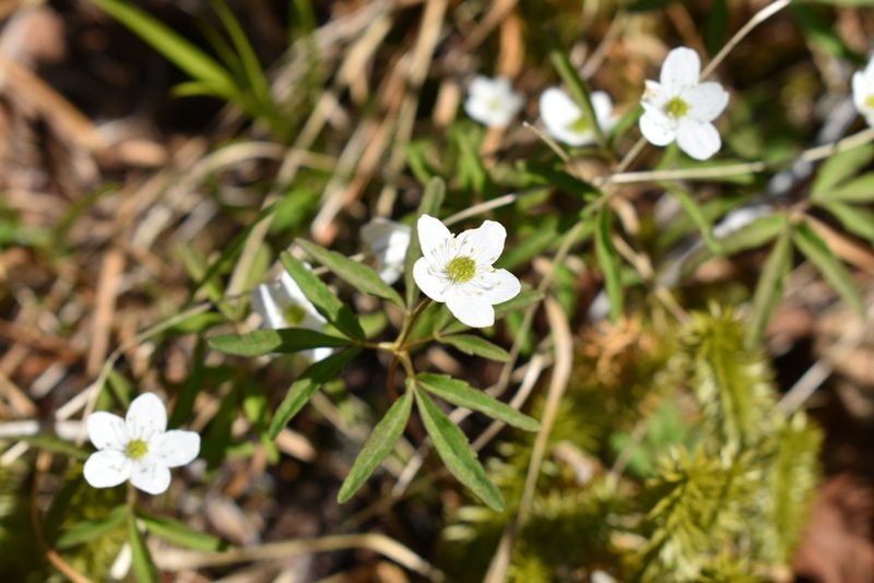 Anemonoides debilis, photographed by Валерия Ковалева