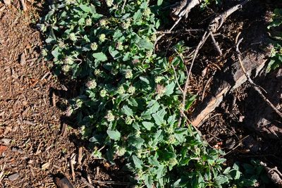 Phacelia hydrophylloides, photographed by paulexcoff