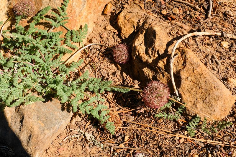 Oreonana purpurascens, photographed by paulexcoff