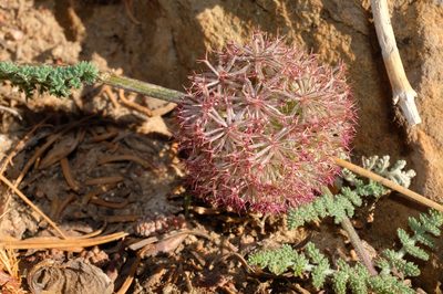 Oreonana purpurascens, photographed by paulexcoff