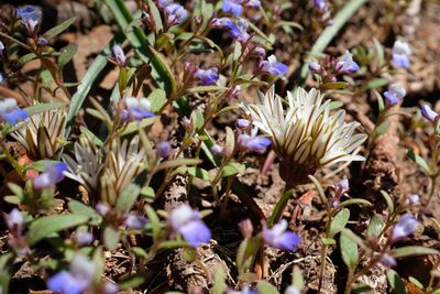 Allium obtusum, photographed by paulexcoff