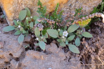 Draperia systyla, photographed by paulexcoff