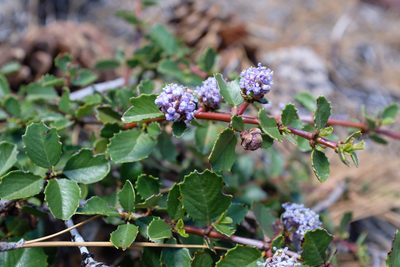 Ceanothus pinetorum, photographed by paulexcoff