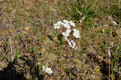 Leptosiphon montanus, photographed by paulexcoff