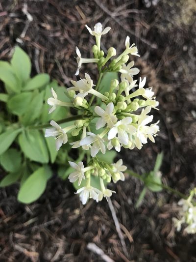 Valeriana columbiana, photographed by Lindsey Salmonson