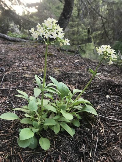 Valeriana columbiana, photographed by Lindsey Salmonson