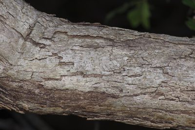 Quercus sinuata, photographed by Michelle W. （鍾偉瑋）