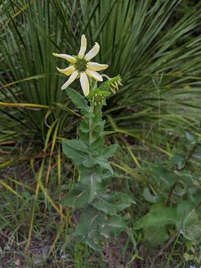 Berlandiera texana, photographed by Michelle W. （鍾偉瑋）