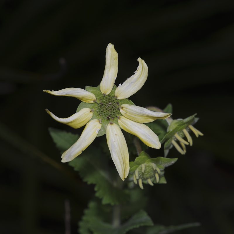 Berlandiera texana, photographed by Michelle W. （鍾偉瑋）