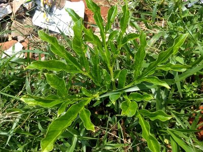 Amorphophallus paeoniifolius, photographed by renjus box
