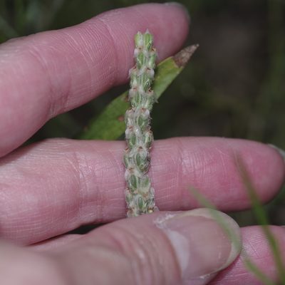 Plantago wrightiana, photographed by Michelle W. （鍾偉瑋）