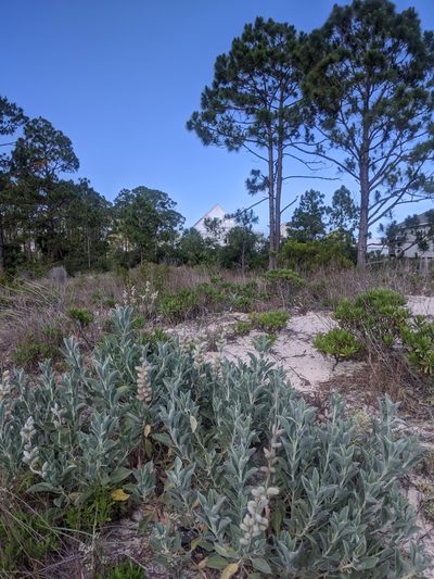 Lupinus westianus, photographed by Scott Allen Davis