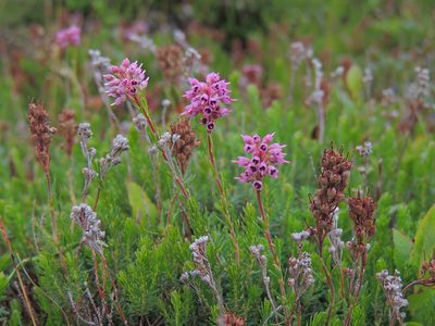 Erica spiculifolia, photographed by xulescu_g