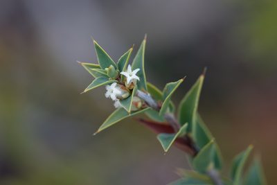 Styphelia rufa, photographed by Kym Nicolson
