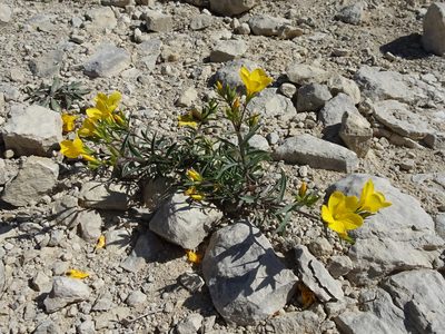 Linum campanulatum, photographed by Thomas Koffel