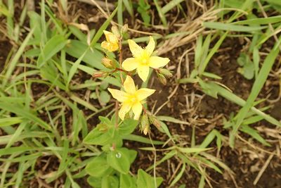 Hypericum aethiopicum, photographed by Peter Warren