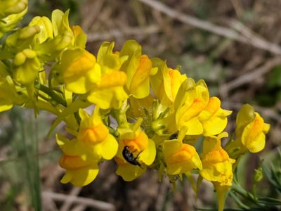 Linaria angustissima, photographed by Zoltán Stekkelpak