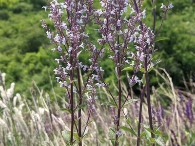 Nepeta nuda, photographed by Zoltán Stekkelpak