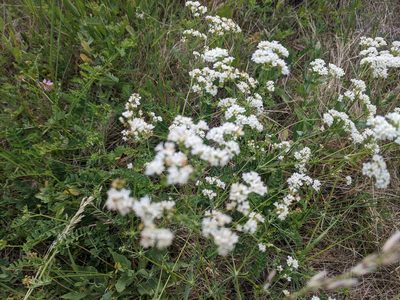 Galium glaucum, photographed by Zoltán Stekkelpak