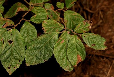 Homalium dentatum, photographed by Wynand Uys