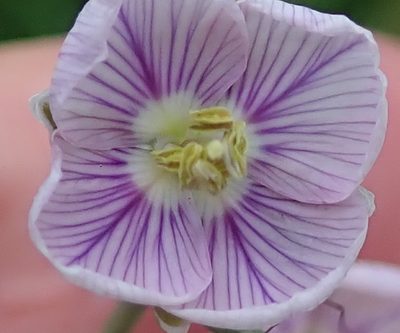 Heliophila rigidiuscula, photographed by Peter Warren