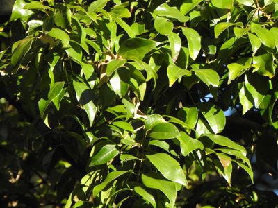 Syzygium francisii, photographed by Greg Tasney