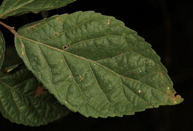 Homalium dentatum, photographed by Wynand Uys