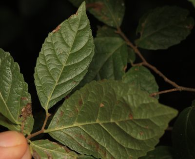 Homalium dentatum, photographed by Wynand Uys