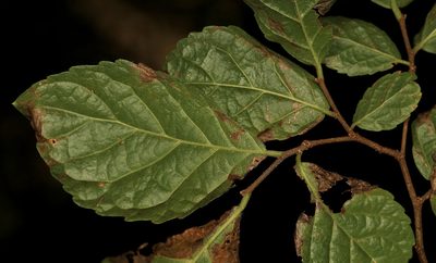 Homalium dentatum, photographed by Wynand Uys