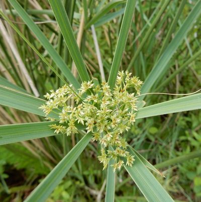 Cyperus sexangularis, photographed by Henry de Lange
