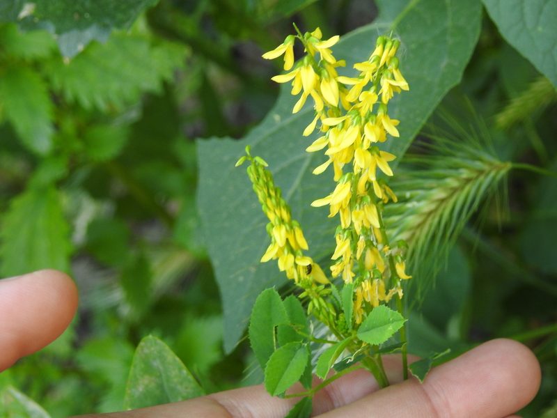 Melilotus segetalis, photographed by Aissa Djamel Filali