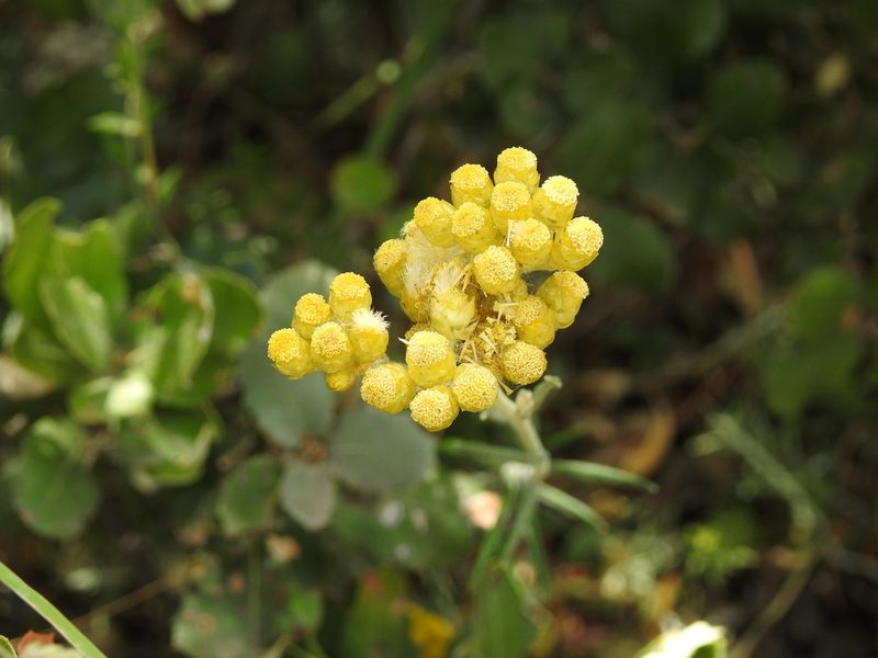 Helichrysum pendulum, photographed by Aissa Djamel Filali
