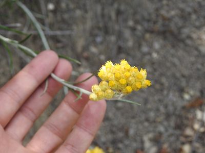 Helichrysum pendulum, photographed by Aissa Djamel Filali