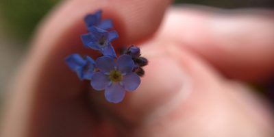 Myosotis imitata, photographed by Yurii Basov