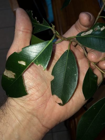 Ficus obliqua, photographed by Greg Tasney