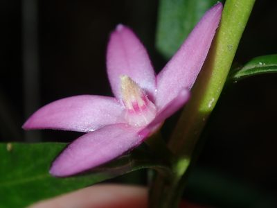 Crowea saligna, photographed by Thomas Mesaglio