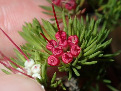 Darwinia fascicularis, photographed by Thomas Mesaglio