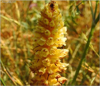 Orobanche artemisiae-campestris, photographed by Aissa Djamel Filali