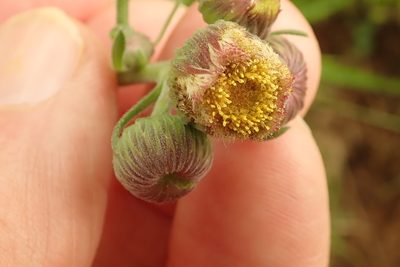 Erigeron primulifolium, photographed by Peter Warren